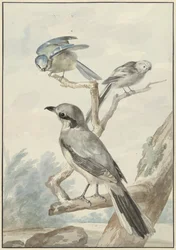 Three birds: a long-tailed tit, a blue tit and a great grey shrike or northern shrike