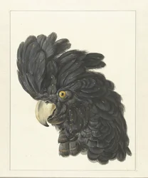 Head of a Cockatoo, Head of a Parrot