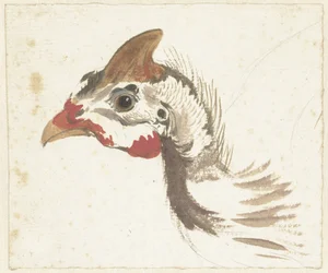 Head of a Helmeted Guineafowl