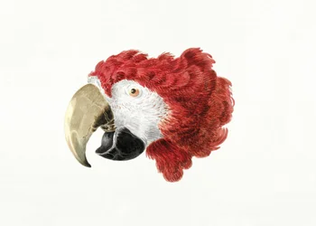Macaw