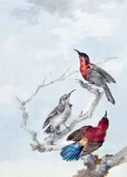 Three Crimson Sunbirds