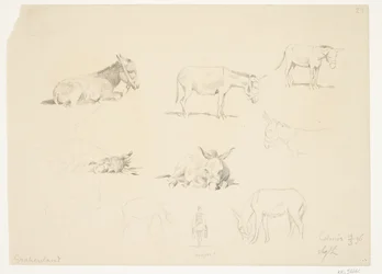 Study Sheet with Animals