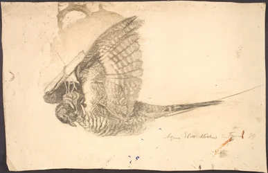 Study of a Dead Bird