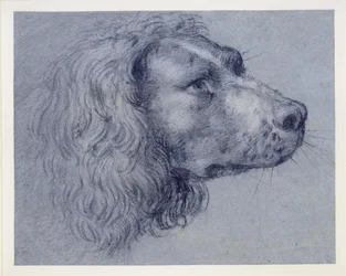 Head Study of a Spaniel