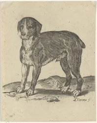 Standing Dog