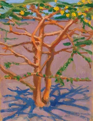 Acacia on the Savannah