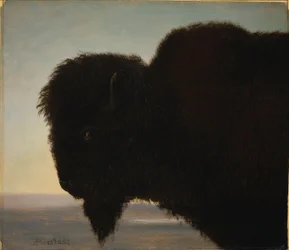 Buffalo Head