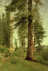 California Redwoods