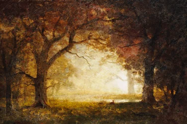 Forest Sunrise