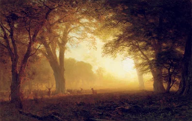 Golden Light of California