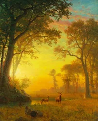 Light in the Forest