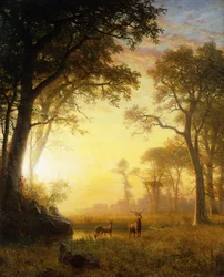 Light in the Forest