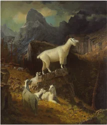 Rocky Mountain Goats