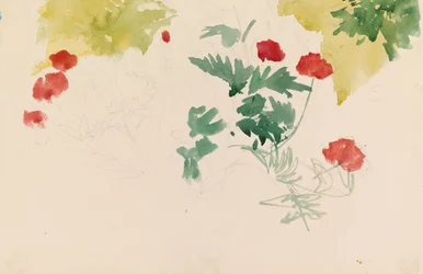 Geraniums