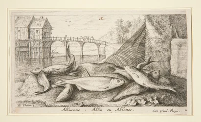 Alburnus. Ables or Ablettes
