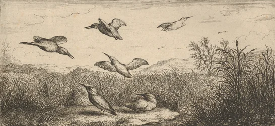 Alcedo, Martin-pescheur The Kingfisher: Livre d
