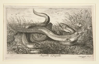 Anguilla