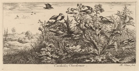 Carduelis, The Goldfinch