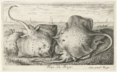 Three Rays on the Beach