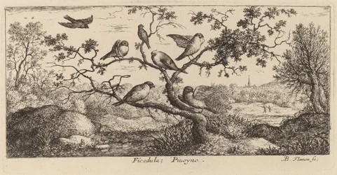 Ficedula, The Bullfinch