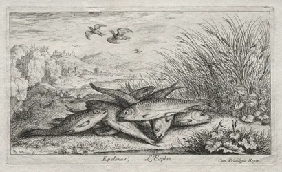 Fresh Water Fish, Part II: Epelanus, L