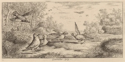 Garrulus, The Jay