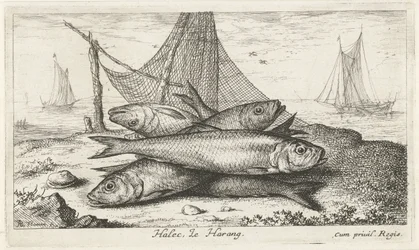Herrings by a Fishing Net (Halec, Le Harang)