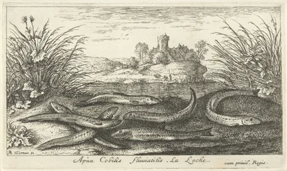 Mudskippers on a Riverbank (Fish and Other Sea Creatures - Freshwater Second Series)