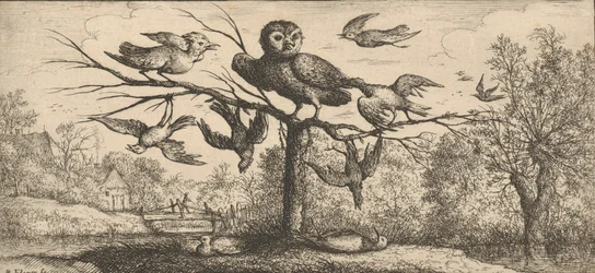 The Owl: Book of Birds