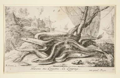 Muraena or Lamprey
