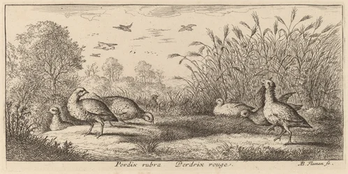 The Red-Legged Partridge