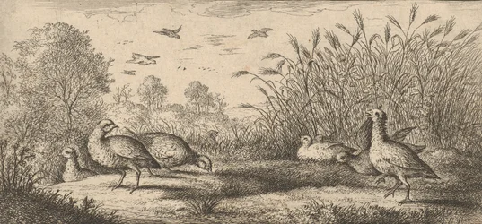 The Red-Legged Partridge: Book of Birds