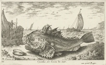 Poon on the Beach (Fish and Other Sea Creatures - Saltwater First Series)