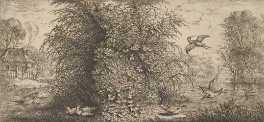 Rusticula minor, Beccassine The Snipe: Livre d