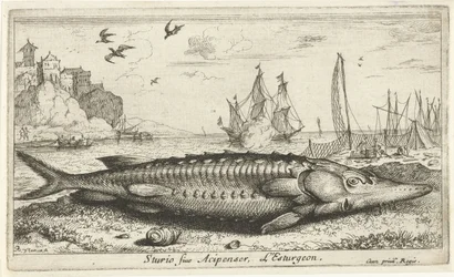 Sturgeon on the Beach