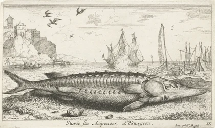 Sturgeon on the Beach (Sturio siue Acipenser, L
