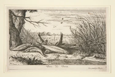 The Loach, from the second part of the Fresh Water Fish series