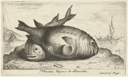 Two Porpoises on the Beach (Phocana, Espesce de Marsoüin)