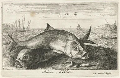 Two Shad Fish on the Beach