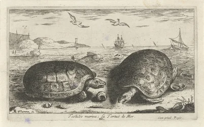 Two Turtles on the Beach
