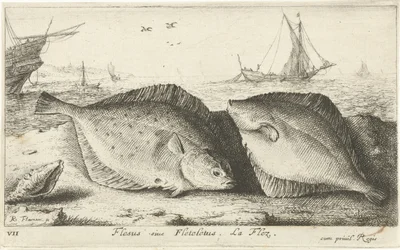 Two Plaice on the Beach (Flesus siue Fleteletus. La flez.) (Fish and Other Sea Creatures - Saltwater First Series) (Diverses Especes de Poissons de mer series)
