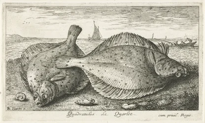 Two Plaice on the Beach (series title: Fish and Other Sea Creatures - Saltwater Third Series)