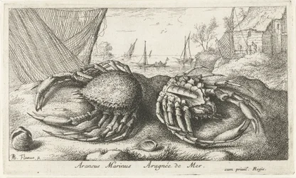 Two Spider Crabs by a Fishing Net (Saltwater Series)