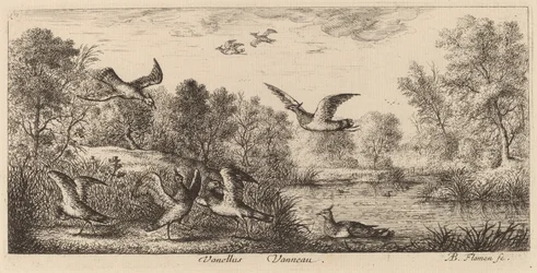 Vanellus, The Lapwing