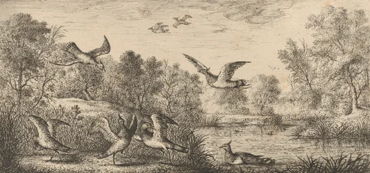 The Lapwing: Book of Birds, 1655-1660