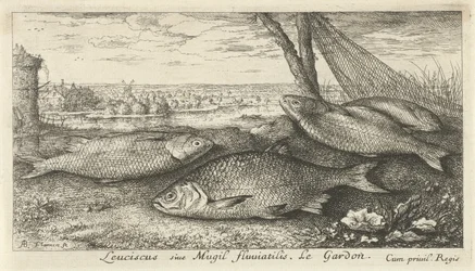 Four Roaches by a Fishing Net (Fish and Other Sea Creatures - Freshwater First Series)
