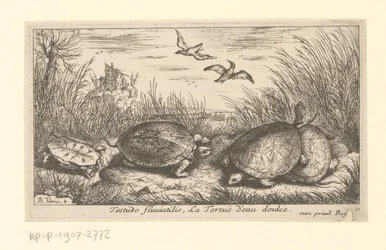 Four freshwater turtles among grass and reeds