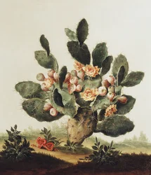 Still Life of a Cactus