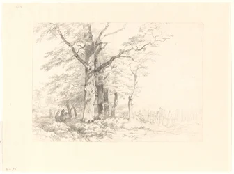 Study of Oaks in a Landscape