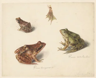 Sheet with Study of a Brown Land Frog on the Right, a Green Water Frog on the Left